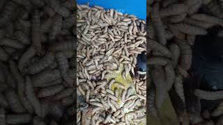 #BSFLarvae #BlackSoldierFly #OrganicWasteManagement #InsectProtein #AnimalFeed #Sustainability #yt