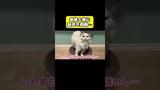 夜中4時に起きた悲劇…#猫 #おもしろ #アテレコ #ニャンチューバーつくし