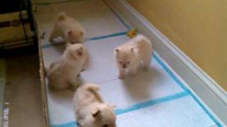 Pom puppies playing around