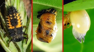 Ladybug Stages