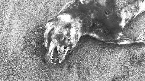 STRANGEJUICE   ColorBlind (Official Video)