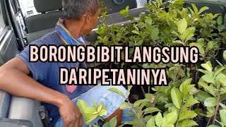 HARGA BIBIT JAMBU KRISTAL DI PENANGKAR PONTIANAK