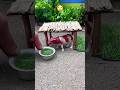 Mini tractor video mini motor water pump science project diy cow shed #waterpump #88