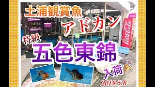 五色東錦　金魚　土浦観賞魚センターインスタグラム