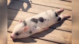 Did you know that PIGS CAN BE SO FUNNY? - FUNNY PIG VIDEOS will make you DIE LAUGHING