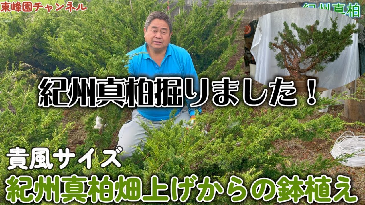 【盆栽】畑上げ第１弾　紀州真柏を掘りました！【畑上げからの鉢植え】