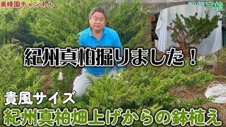Bonsai] First step in growing a bonsai tree in the field: I dug up