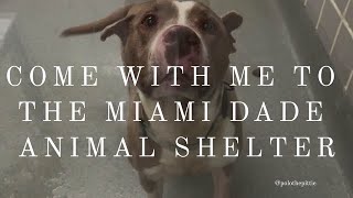 Meet the Dogs Waiting for Adoption at Miami-Dade Animal Services 