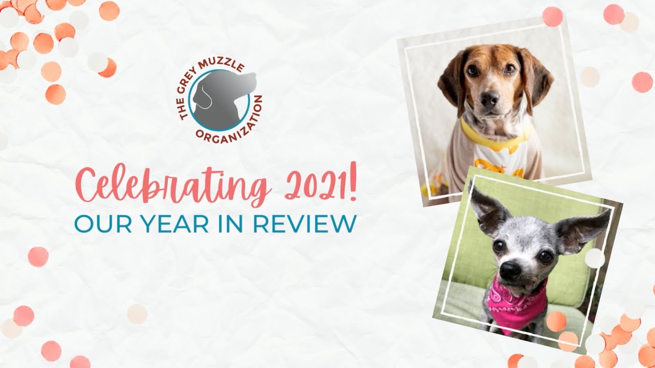 silver muzzle dog rescue and hospice program