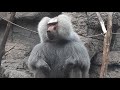 Baboon Boss Shows off His Athleticism