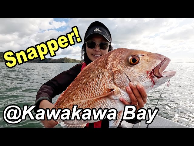 Snapper Fishing at Kawakawa Bay: Tips, Lures, and Techniques class=