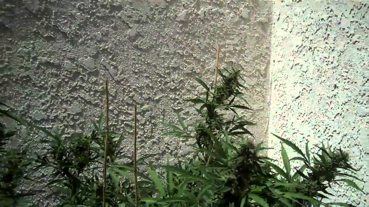 Prop 215 legal sativa Ready to Harvest