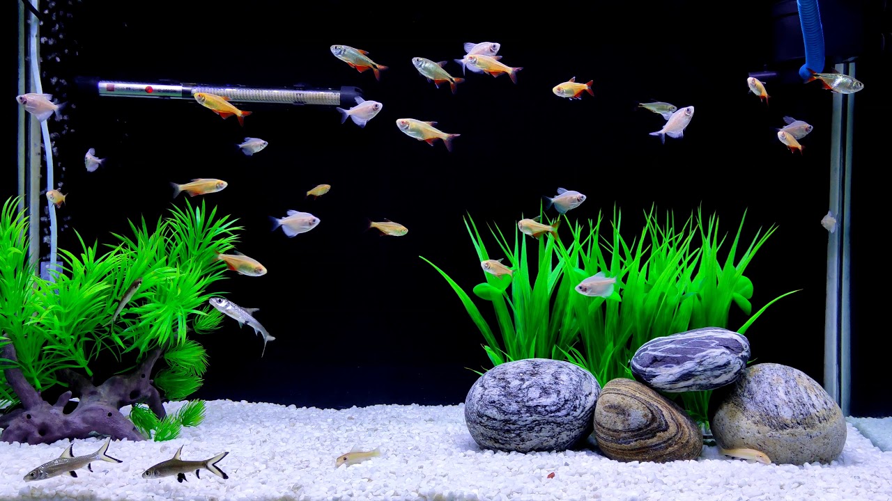 Bala Shark schooling behaviour/ community tank with Buenos Aires tetra and white skirt tetra