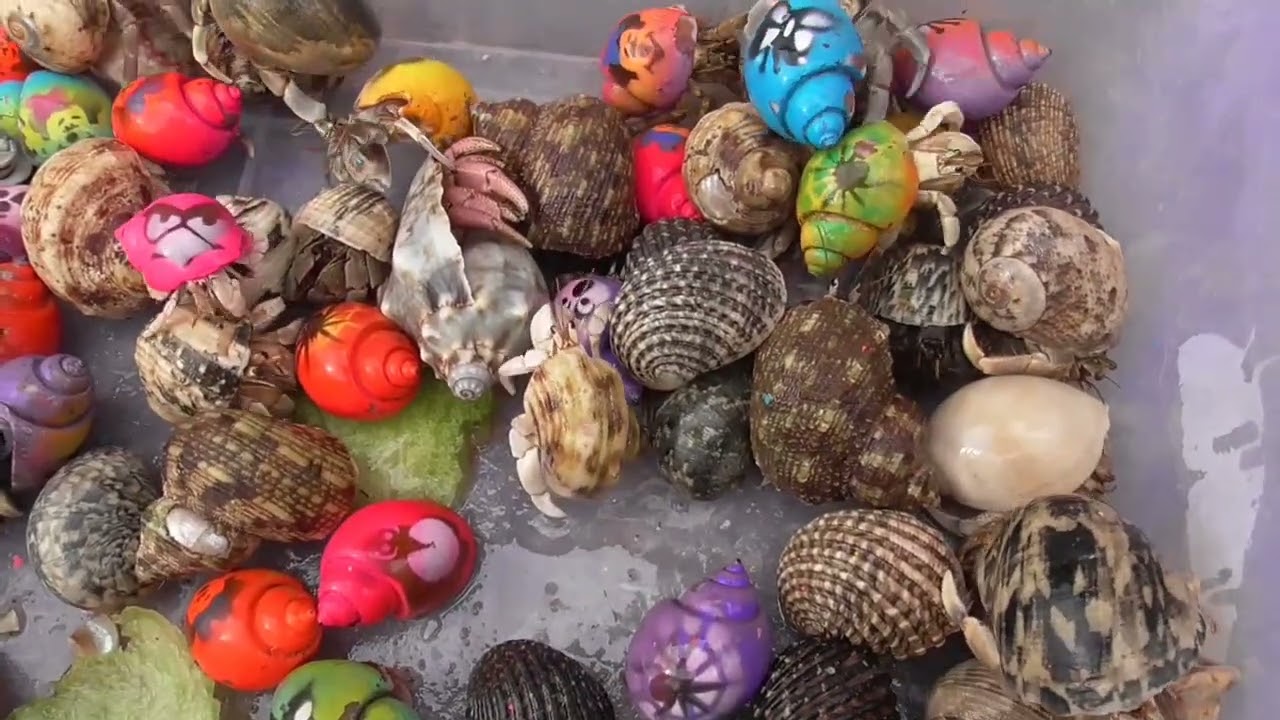 KEONG WARNA WARNI SANGAT BAGUS#keonglaut#keongwarnawarni#keongsabgatbagus