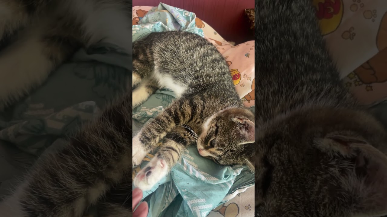 Cute kitten laying down 