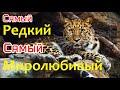 Самая редкая большая кошка — Дальневосточный леопард🐅 Как рычит Амурский барс