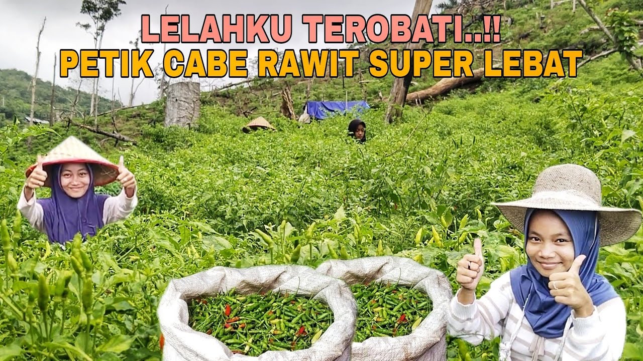 BIKIN IRI TETANGGA..!! AWAS JANTUNGAN BUAHNYA SUPER LEBAT