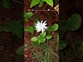 Blossoms☘️#new #kakinada #mornings #nature #biology #botanist #music