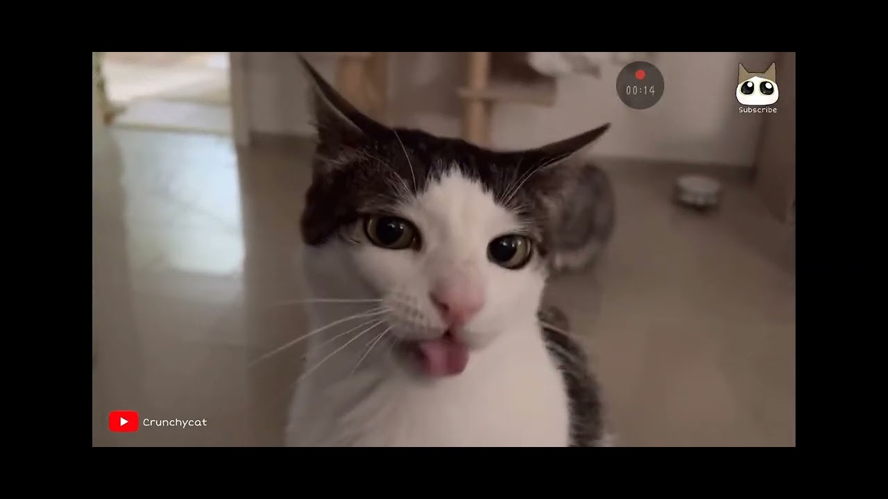 Кот который хрустит - YouTube