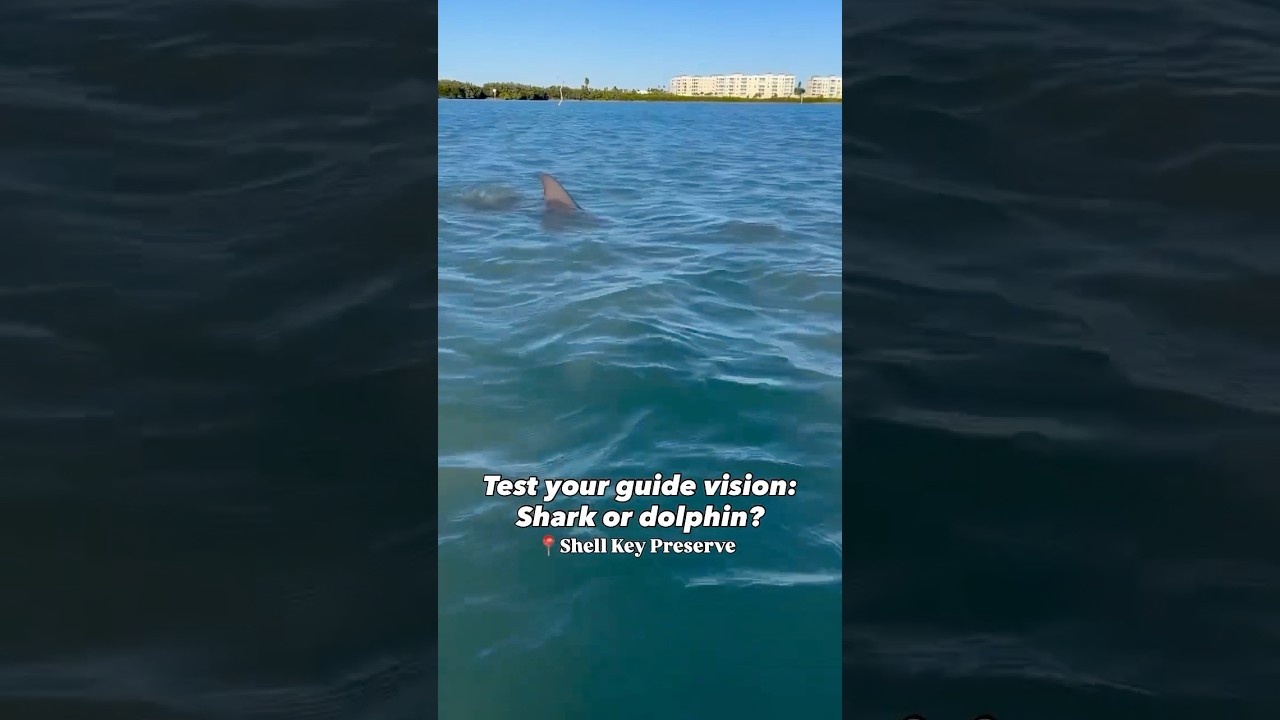 Test your guide vision: 🐬 or🦈 