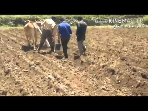 موسم الحرث ريف إب اليمن
