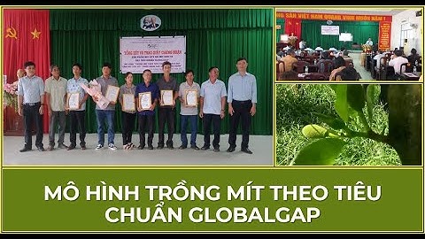 Trồng Mít theo tiêu chuẩn GlobalGAP gắn với liên kết chuỗi nâng cao giá trị sản phẩm
