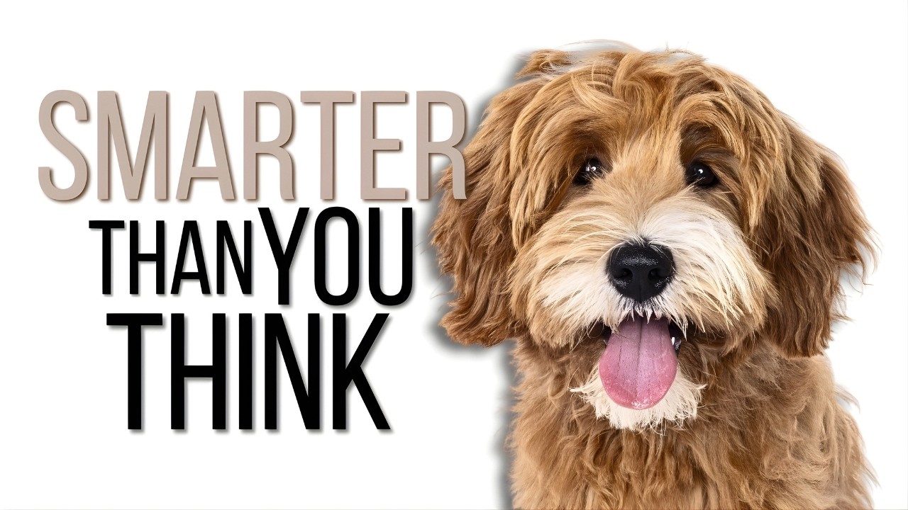 TOP-10 | Most Intelligent Animals In The World | Intelligent Animals