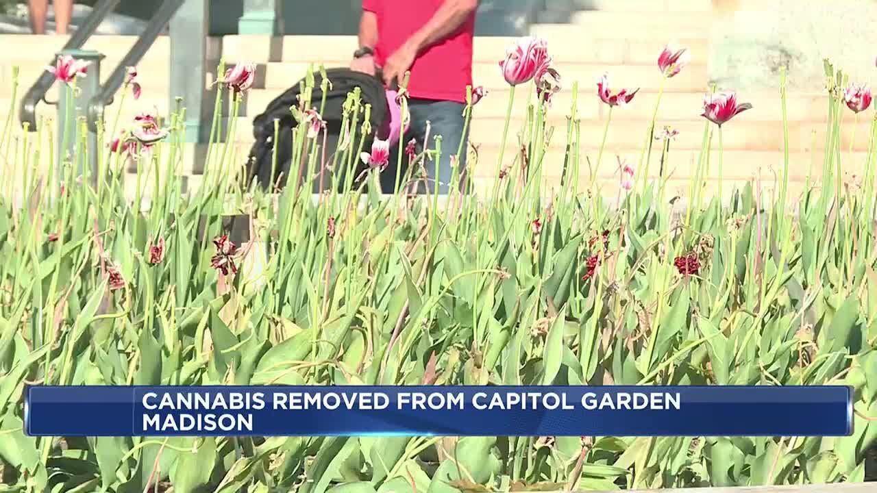 Cannabis spotted near Wisconsin State Capitol