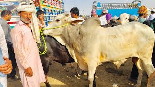 Wednesday Update Lahore Bakra Mandi Shahpur Kanjra || Cattle Market Lahore 2021