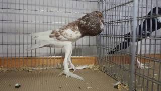 Holuby, Pigeons, Malé Anglické Hrvoliaky, Pigmy Pouters Petrovany 2017