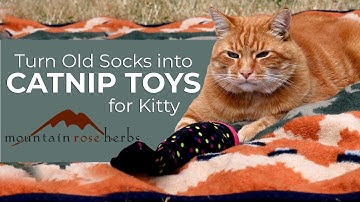 Turn Old Socks into Catnip Toys for Kitty (in 1 Minute!)