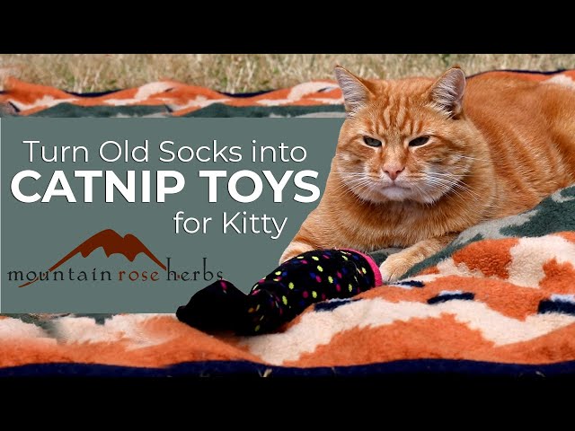 Turn Old Socks into Catnip Toys for Kitty (in 1 Minute!)