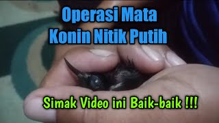 Operasi Mata Burung Konin yang Nitik putih || Hati-hati Mata Burung Konin bisa Ceplos.