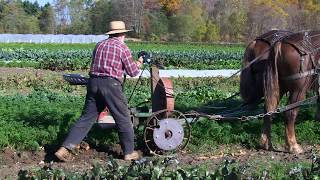 How to Harvest Carrots with a Draft Horse Powered Root Lifter