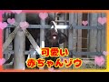 【赤ちゃん】元気いっぱいとても可愛い😍【ゾウ】 #ゾウ #elephant