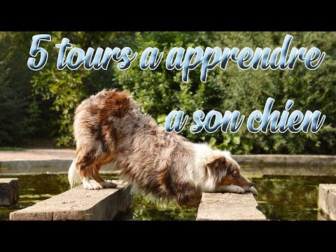 Vidéo: Comment apprendre à votre chien à faire des tours en 5 étapes faciles
