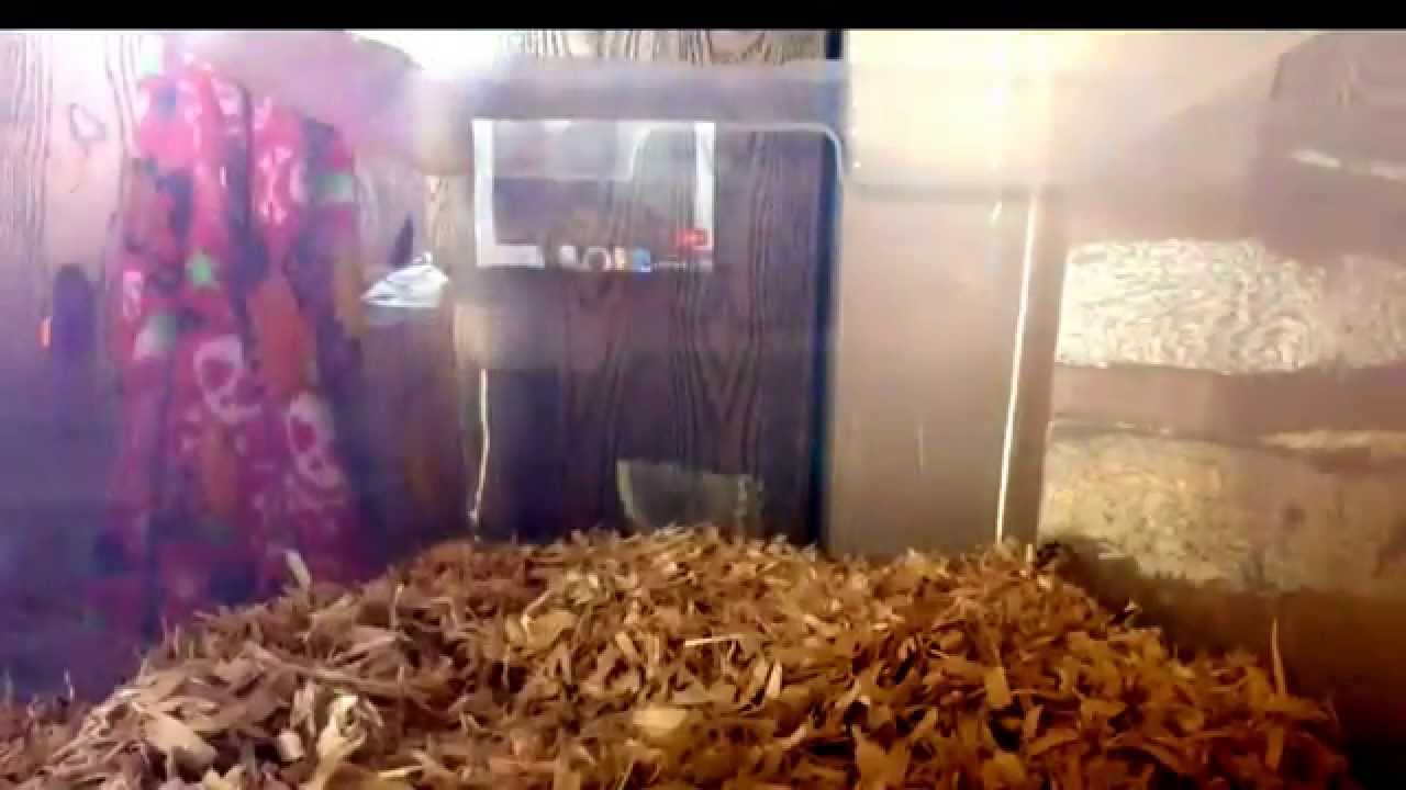 How to Clean A Hedgehog Bin Cage YouTube