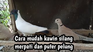 Tips Mudah Untuk Pemula Cara Kawin Silang Merpati Dengan Puter Pelung mmerpater