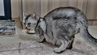 Kedilerin Biri Mutlu Biri Mutsuz - Sevimli Kedi Videoları