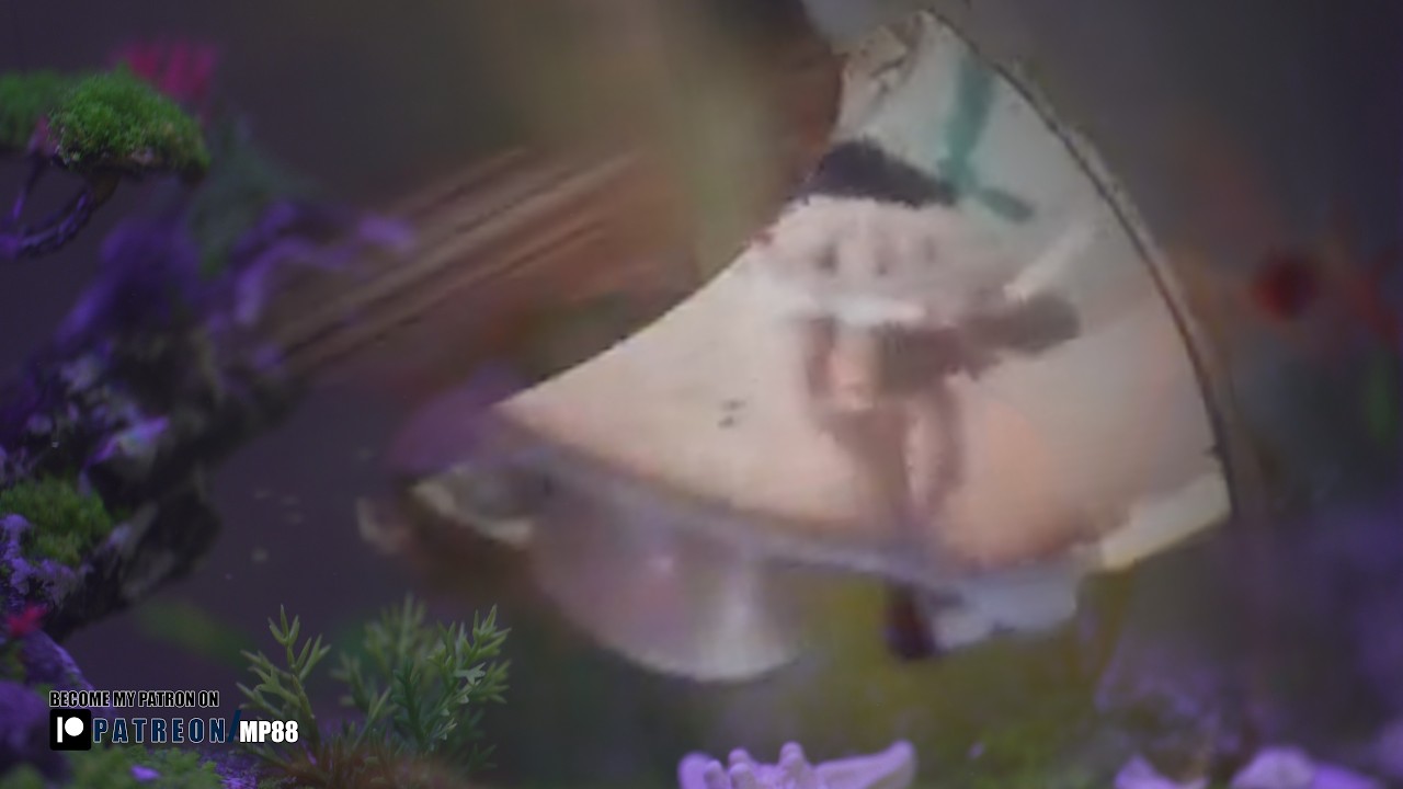 The small fish lies still in front of the predator, then suddenly swims away again to survive