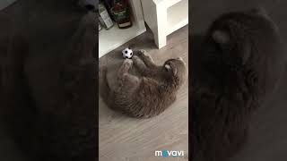 Энзо - футболист ⚽️ Scottish fold cat. Шотландский вислоухий кот 🐱 Энзо - футболист ⚽️ Scottish fold cat. Шотландский вислоухий кот 🐱