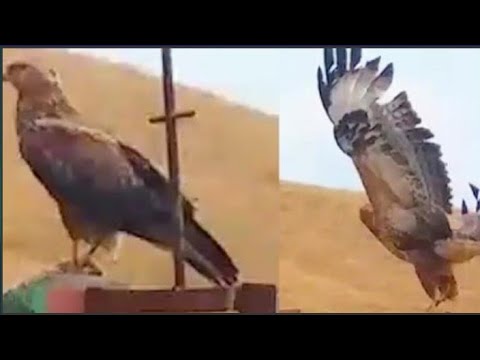 მონარქია