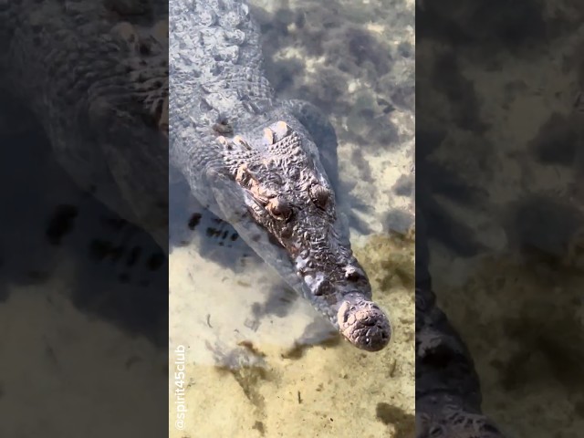 La faune au club med de cancun, aigle, crocodile et +++ #clubmed #clubmedcancun