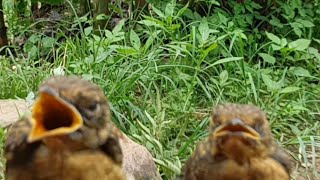 tiếng chim hồng hạnh non#shop#shortvideo