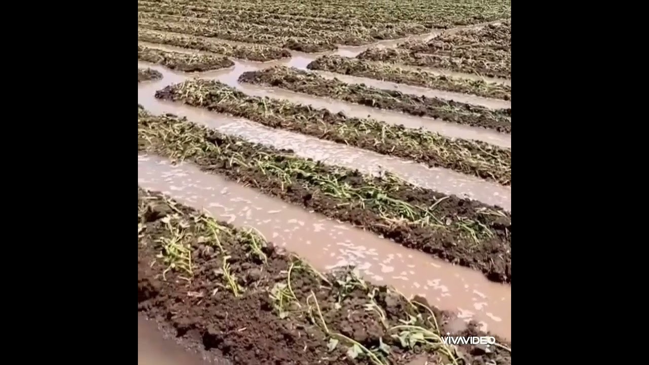 محصول البطاطا يعطي 30طن للفدان  بدون تكاليف ويحقق 150000جنيه خلال 120يوم