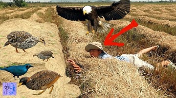 Bắt Chim Bằng Tay Như "Siêu Nhân" .Bắt Chim Cút Rừng .Tổ Chim Cút Rừng .Catch Bird With Bare Hand