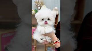 Let Me Show You A Small Bichon Frize That Is About To Go To Chongqing Xingfu. The Cute Pet Recommen