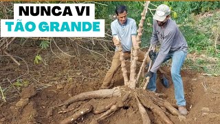 Giant cassava harvest