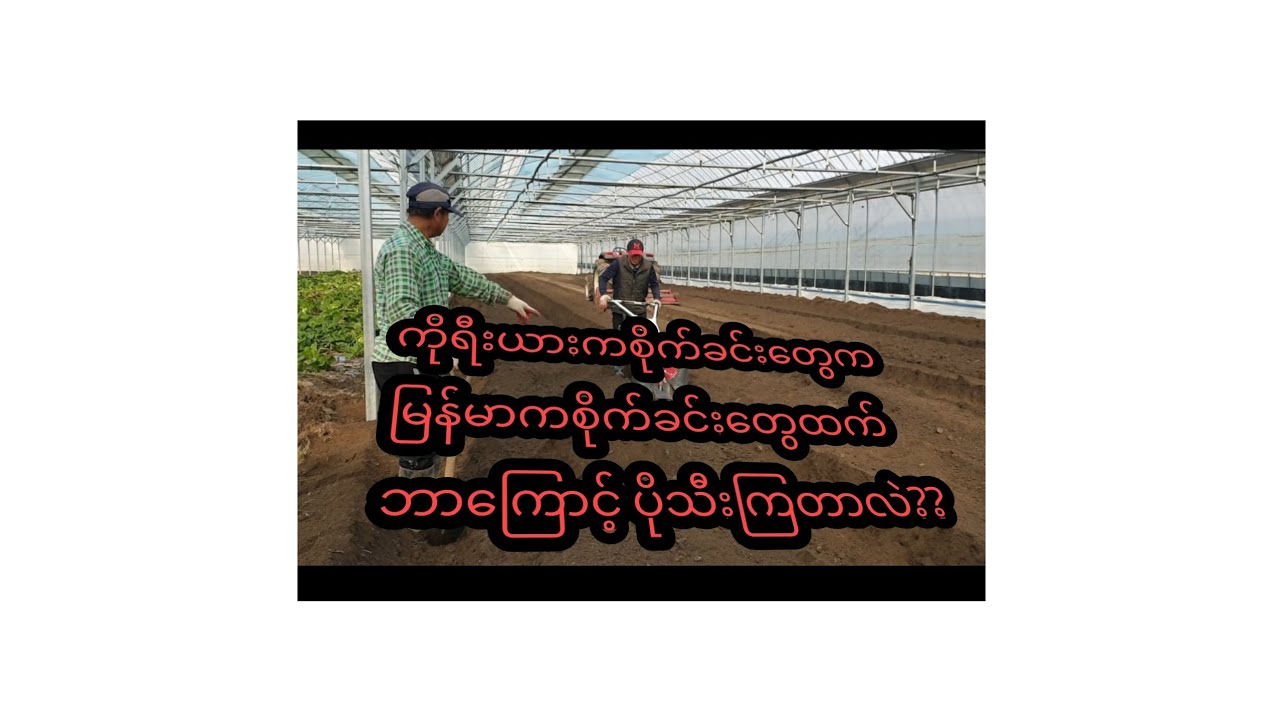ကိုရီးယားနိုင်ငံက ကြက်သွန်စိုက်ပျိုးနည်း