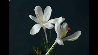 White flower blooming in time lapse